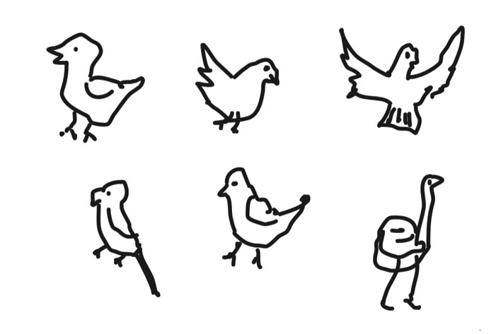 Display of bird drawings