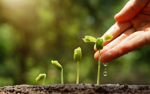 planting-fruit-and-vegetables_thumbnail.jpg