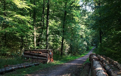 seeing-the-wood-for-the-trees_thumbnail-v2.jpg