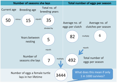 Turtle Population Dynamics Flowchart Answers
