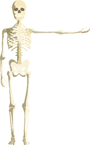 skeleton