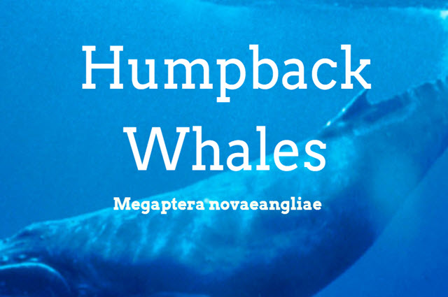 Humpback whales: what the data reveals