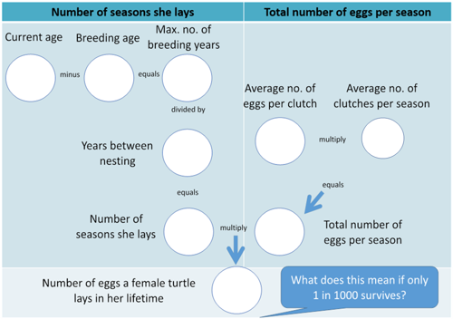 Turtle Population Dynamics Leatherback Turtles Flow Chart